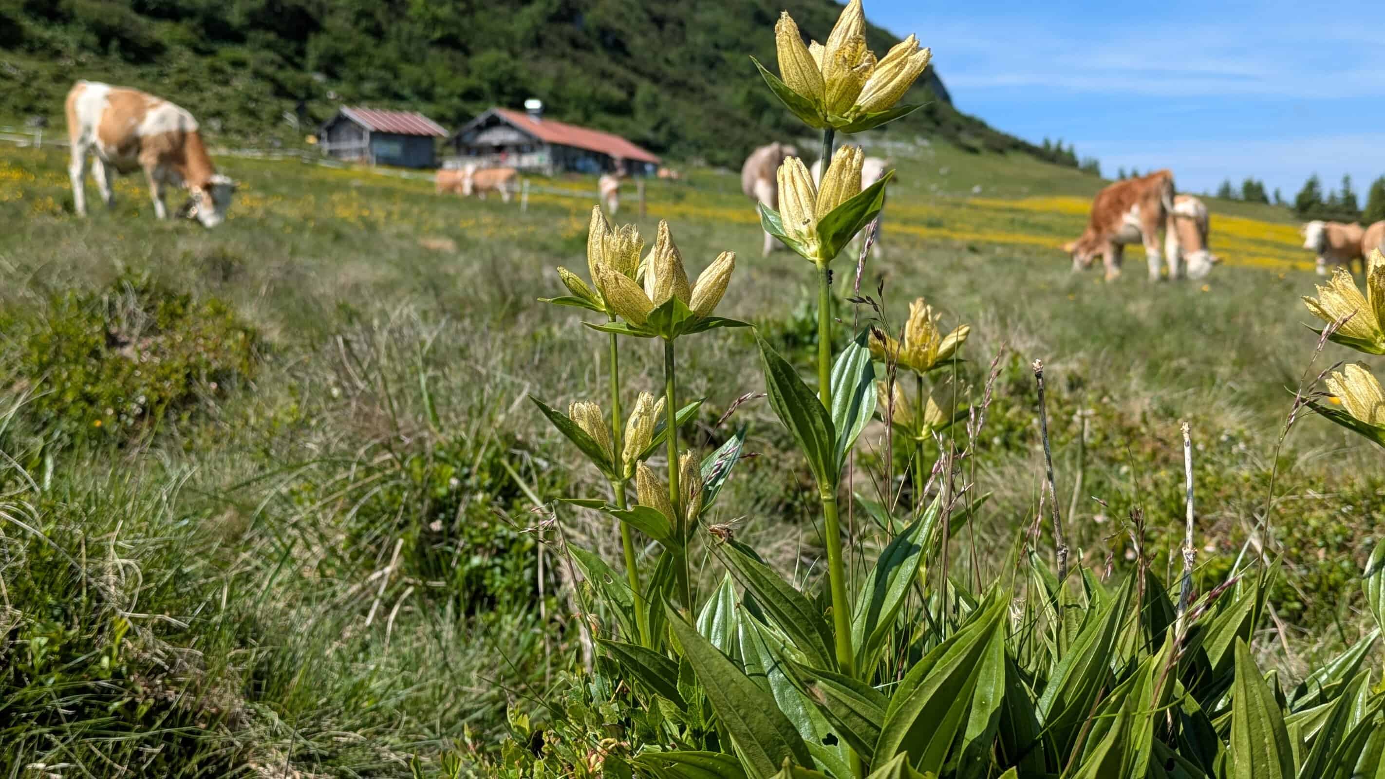 Über den Weitlahner zum Geigelstein — Impression