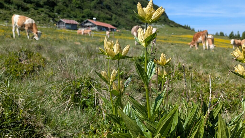 pxl 20250621 083953429